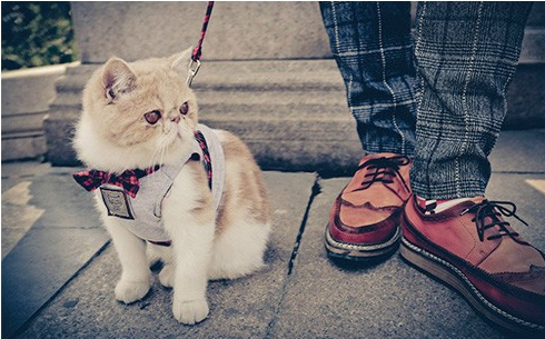 Cat Harnesses British Style Jacket+Leash Set